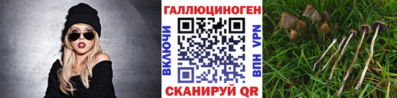 OMG   Кемерово  Псилоцибиновые грибы Cubensis 